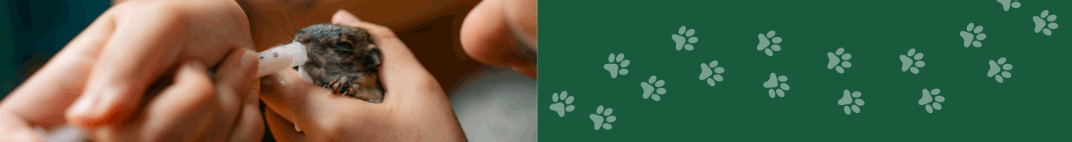 Nahaufnahme von Händen, die behutsam ein junges Eichhörnchen fütten.